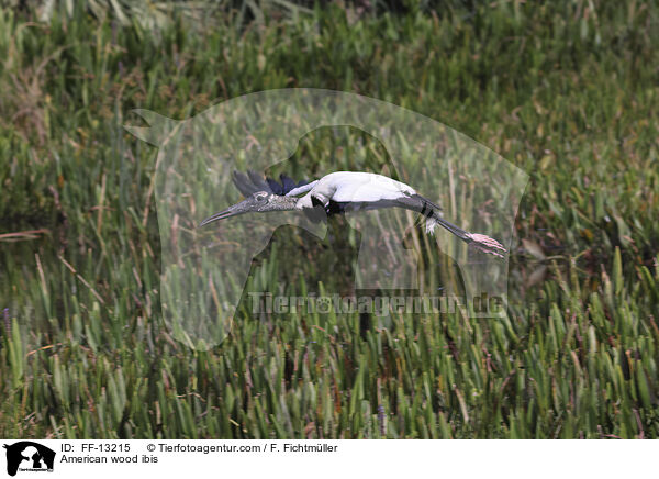 American wood ibis / FF-13215