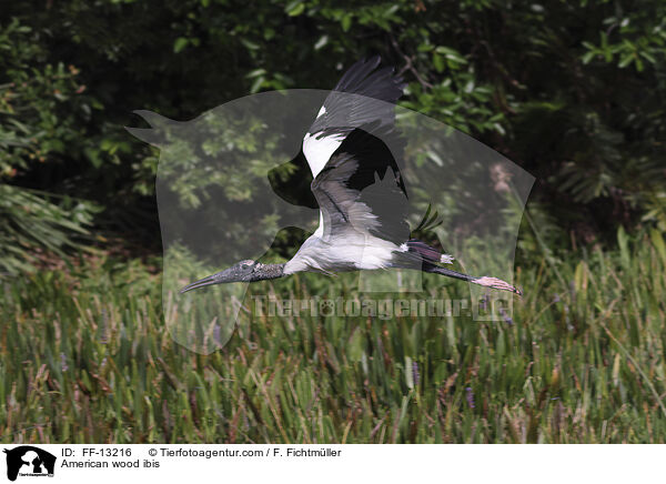 Amerikanischer Waldstorch / American wood ibis / FF-13216