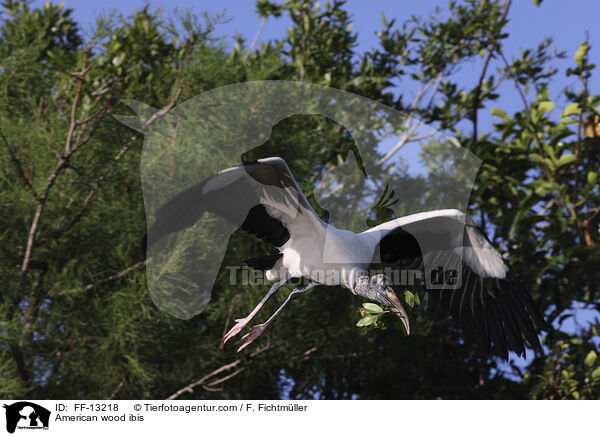 Amerikanischer Waldstorch / American wood ibis / FF-13218
