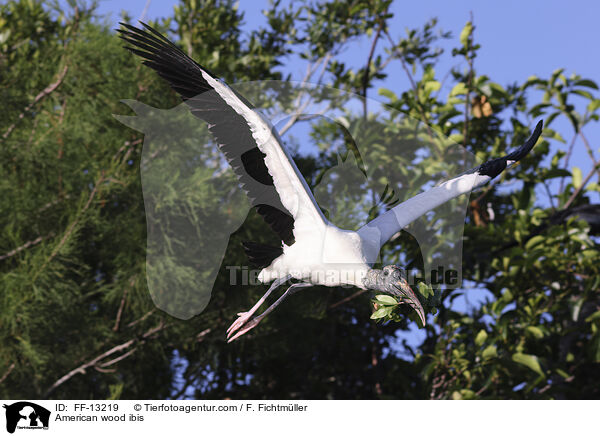 American wood ibis / FF-13219