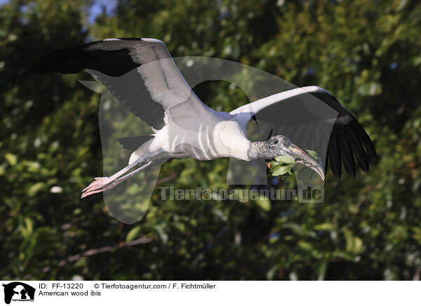 Amerikanischer Waldstorch / American wood ibis / FF-13220