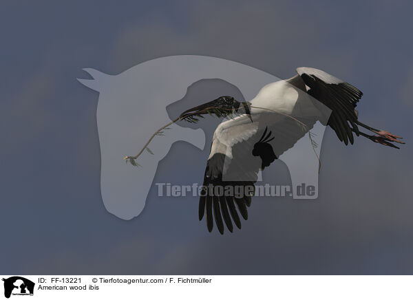 Amerikanischer Waldstorch / American wood ibis / FF-13221