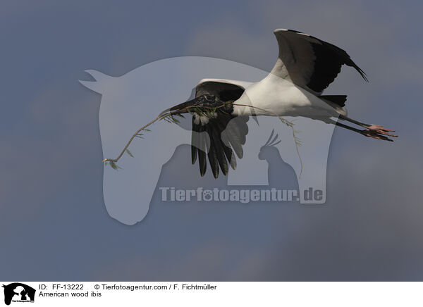 American wood ibis / FF-13222