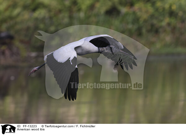 Amerikanischer Waldstorch / American wood ibis / FF-13223
