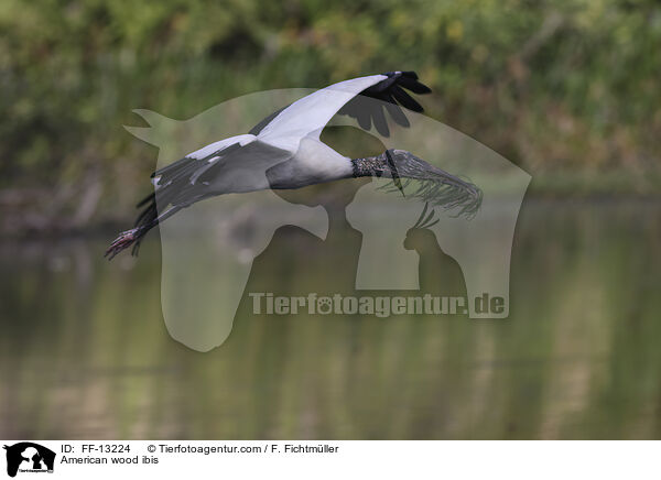 Amerikanischer Waldstorch / American wood ibis / FF-13224