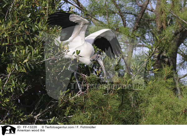 American wood ibis / FF-13226