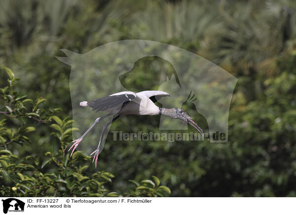 American wood ibis / FF-13227