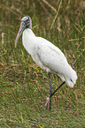 American wood ibis