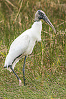 American wood ibis