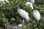 American wood ibis