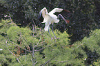 American wood ibis