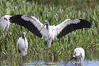 American wood ibis