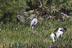 American wood ibis