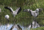 American wood ibis