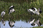 American wood ibis