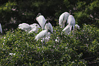 American wood ibis