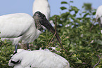 American wood ibis