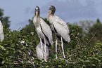 American wood ibis