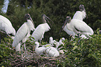 American wood ibis