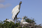 American wood ibis