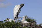 American wood ibis