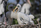 American wood ibis