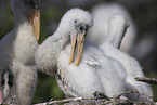 American wood ibis