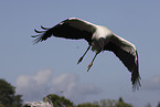 American wood ibis