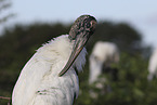 American wood ibis