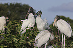 American wood ibis