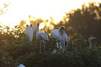 American wood ibis