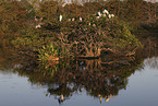 American wood ibis