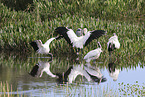 American wood ibis