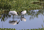 American wood ibis