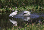 American wood ibis