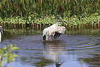 American wood ibis