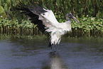 American wood ibis