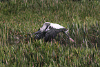 American wood ibis