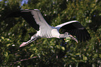 American wood ibis