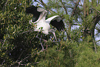 American wood ibis