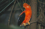 Andean cock of the rock