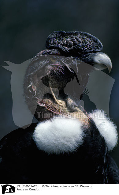 Andean Condor / PW-01420