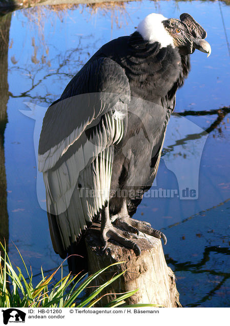 Andenkondor / andean condor / HB-01260