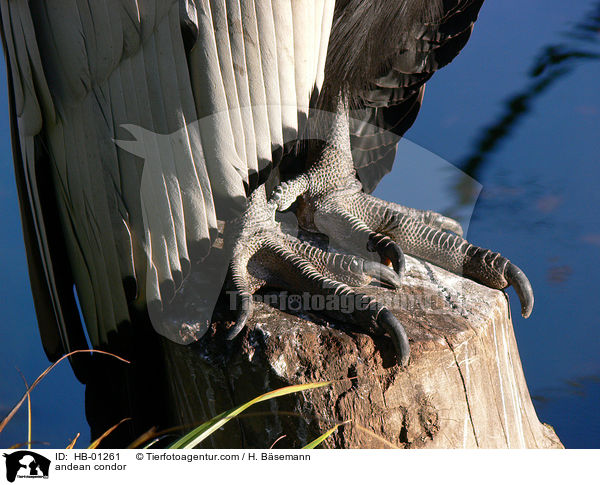 Andenkondor / andean condor / HB-01261