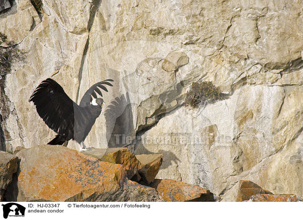 andean condor / HJ-03347