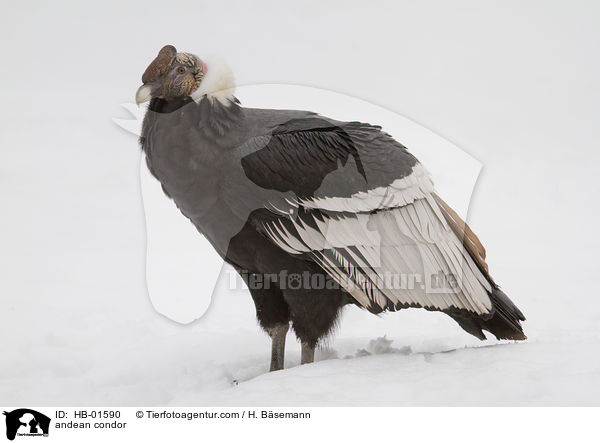 Andenkondor / andean condor / HB-01590