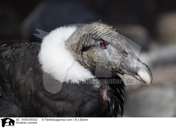 Andean condor / AVD-05532