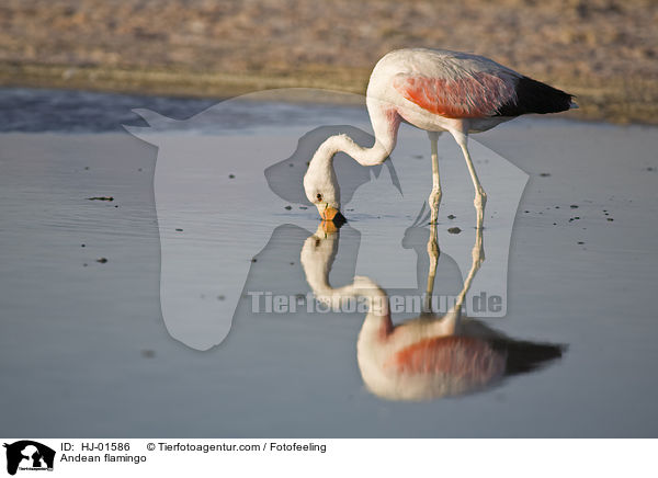 Andenflamingo / Andean flamingo / HJ-01586