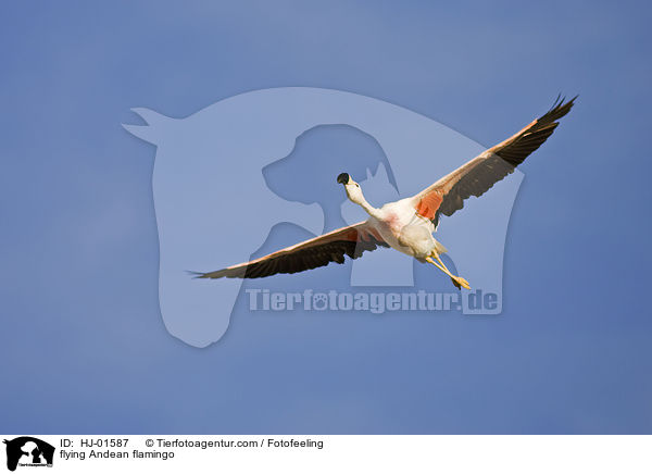 fliegender Andenflamingo / flying Andean flamingo / HJ-01587