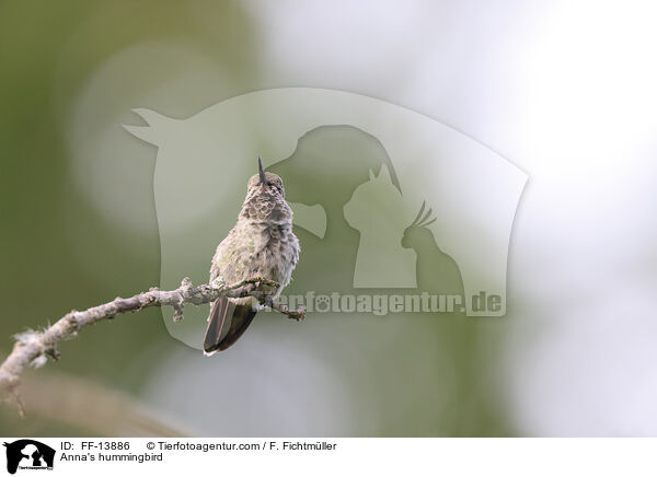 Anna's hummingbird / FF-13886